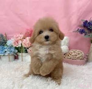 Maltipoo