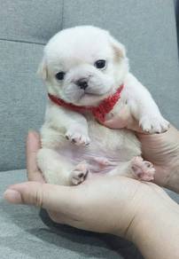 PUG PUPPIES 639 🌻 REHOME White Boy