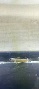 channa limbata cb 2 inci