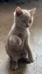 British Shorthair BSh kucing