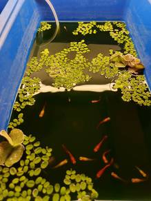 Guppy House