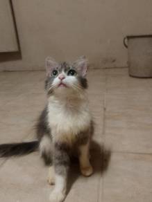 parsi mix scotish bicolor manja