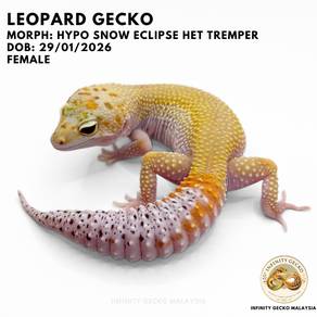 Leopard Gecko Hypo Snow Eclipse Het Tremper Johor