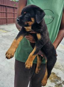 Rottweiler Puppy