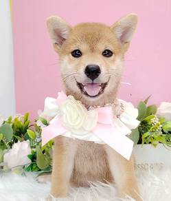 Shiba