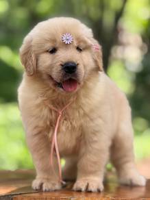 golden retriever w