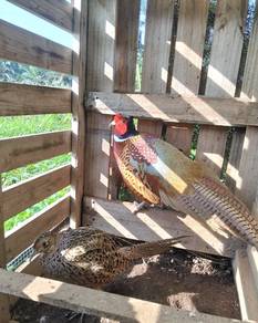 Ringnecked pheasant 