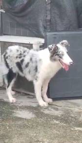 Border collie merle male blue eyes