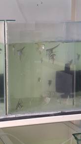 Green anglefish