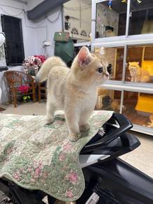 British Short Hair Golden