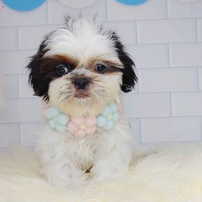 Shih Tzu