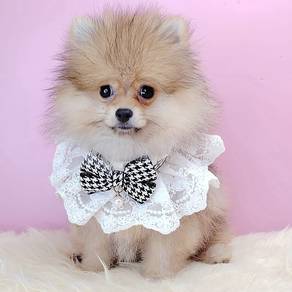 Pomeranian