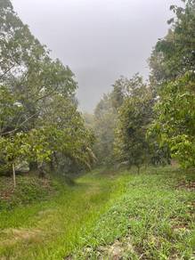 Agricultural Land in Gua Musang, KTN