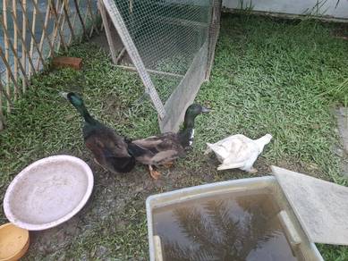 health ducks for sale