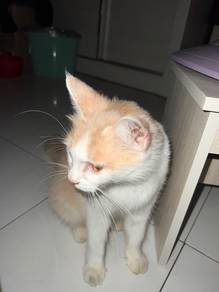 kucing comel percuma sila baca des dahulu