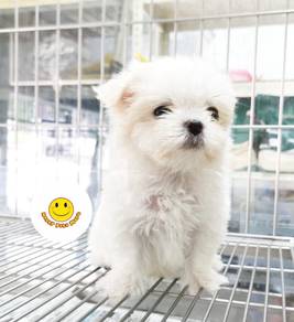 QWWE12036 Tiny Maltese puppy dog