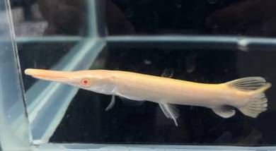 aligator gar albino 8 inci