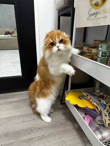 Scottish Fold