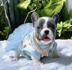 FRENCH BULLDOG PUPPIES VIP151🌻 Blue Pied Female