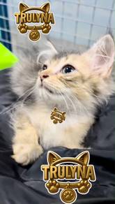 SCOTTISH Straight GOLDEN BLACK SHELL LONGHAIR BSH