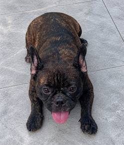 French Bulldog