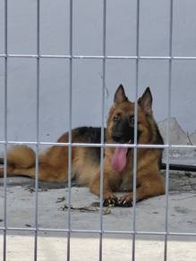 German Sherpherd Female （1 Years）