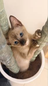 Siamese Cat（female，Five months