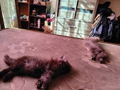 mix dlh (parsi  siberian mainecoon)