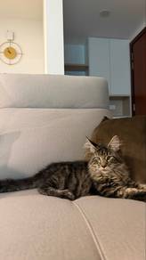 maine coon