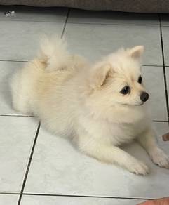 Female Tiny Pomeranian For Stud / mate