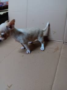 SuperNice Chihuahua Small Size