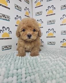 tiny poodle high quality