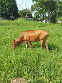 lembu tino bara limozin