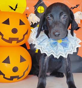 Labrador Retriever