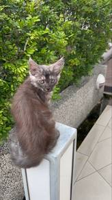 Pure Grey Shadow Mainecoon Kitten
