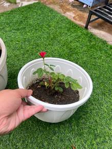 Anak Pokok Ros Tinggi verigated