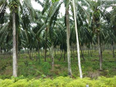 Agricultural Land in Klang, SGR