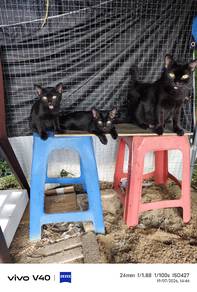3 black kittens to give away