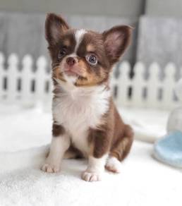 CHIHUAHUA PUPPIES VIP137🌷Head Apple Cute Dog