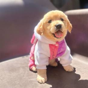 Golden Retriever g
