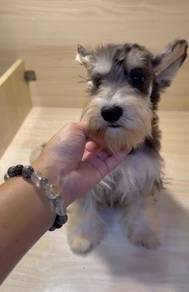Miniature Schnauzer IMPORTED CHINA