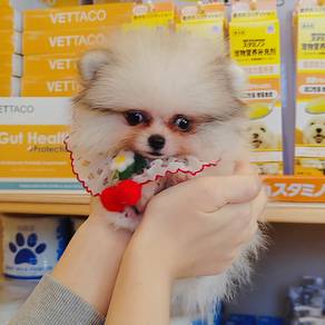 Pomeranian