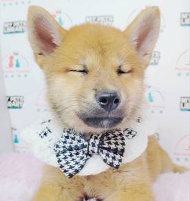 Shiba Inu