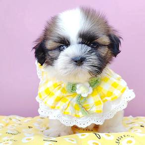 Shih Tzu