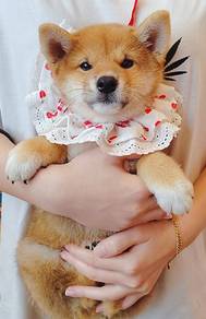 Shiba Inu
