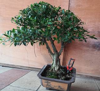 Bonsai Ficus Tiger Bark ( Ficus microcarpa)