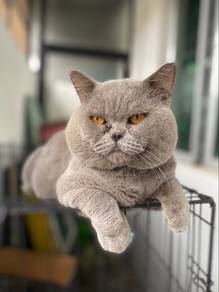 Kucing BSH