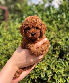 V901 PRETTY Tiny Poodle puppies dogs