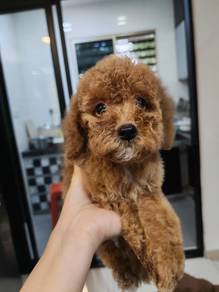 Poodle