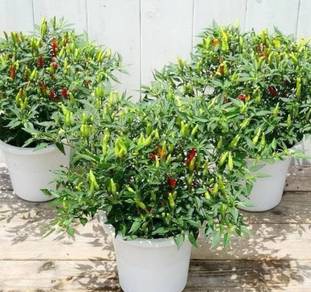 Anak Pokok CILI API
